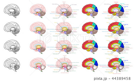 Parts of human brain anatomy side view Parts of human brain anatomy side view 44389458
