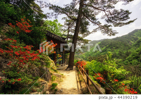 Royal Azalea and Buddhist Shrine 44390219