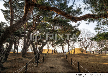 gyerim pine tree forest gyerim pine tree forest 44390428