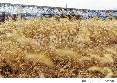 tall wild reeds tall wild reeds 44390440