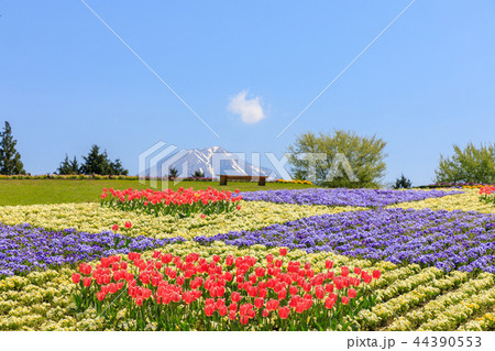 大山を望む花の丘〜春 44390553