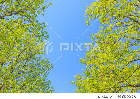 新緑　ユリノキのフレーム 44390556