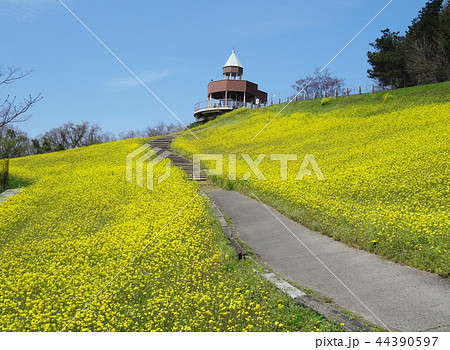 翠波高原の菜の花畑 翠波高原の菜の花畑 44390597