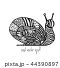 Vector Illustration of snail in doodling style 44390897