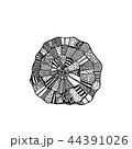 Small sea shell isolated in zentangle style 44391026