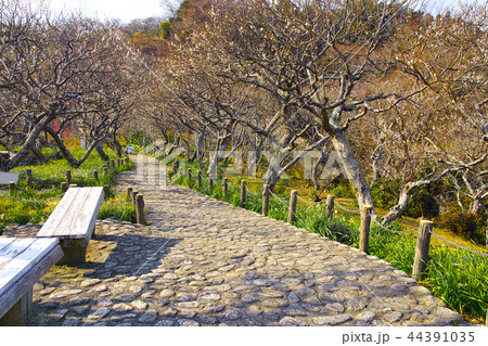 田浦梅林の風景 44391035