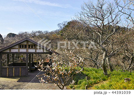 田浦梅林の風景 田浦梅林の風景 44391039