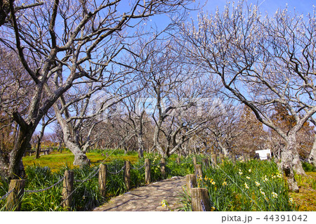 田浦梅林の風景 田浦梅林の風景 44391042
