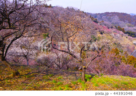 田浦梅林の風景 田浦梅林の風景 44391046