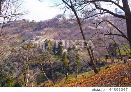 田浦梅林の風景 田浦梅林の風景 44391047