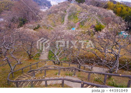田浦梅林の風景 田浦梅林の風景 44391049