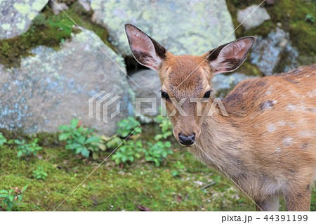 かわいい小鹿 かわいい小鹿 44391199