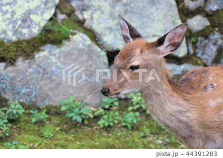 かわいい小鹿の写真素材