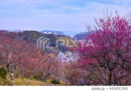 田浦梅林から見た東京湾 田浦梅林から見た東京湾 44391260