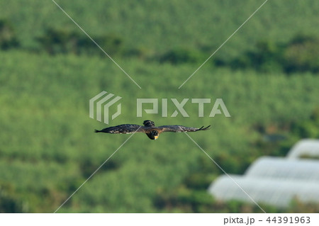 生き物 鳥類 カンムリワシ、開けた農地は格好の餌場。意外と人に近い所で生活しています 生き物 鳥類 カンムリワシ、開けた農地は格好の餌場。意外と人に近い所で生活しています 44391963
