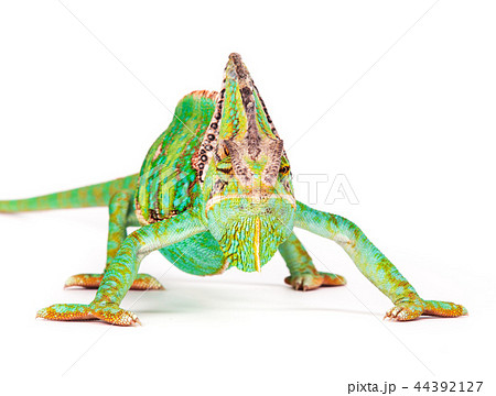 Veiled chameleon (chamaeleo calyptratus) close-up. Veiled chameleon (chamaeleo calyptratus) close-up. 44392127