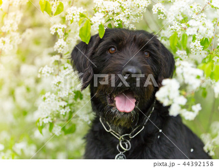 Cute black mutt dog with funny face. 44392158