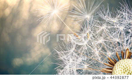Close-up of dandelion seeds on blue natural background Close-up of dandelion seeds on blue natural background 44392877