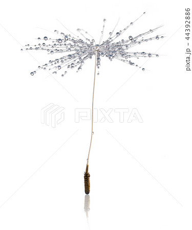 Close-up of dandelion seed on white background Close-up of dandelion seed on white background 44392886