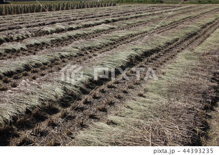田んぼのワラ束 田んぼのワラ束 44393235