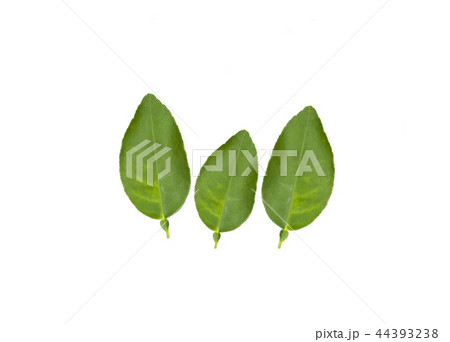 Lemon lime-twigs and leaves. 44393238