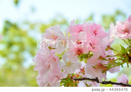 満開の手弱女(タオヤメ桜) 満開の手弱女(タオヤメ桜) 44393470