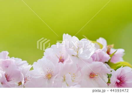 満開の手弱女(タオヤメ桜) 満開の手弱女(タオヤメ桜) 44393472