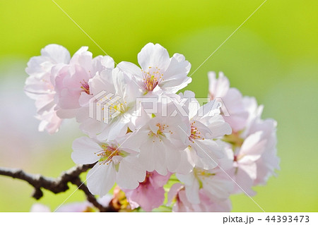 満開の手弱女(タオヤメ桜) 満開の手弱女(タオヤメ桜) 44393473