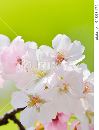 満開の手弱女(タオヤメ桜) 満開の手弱女(タオヤメ桜) 44393474