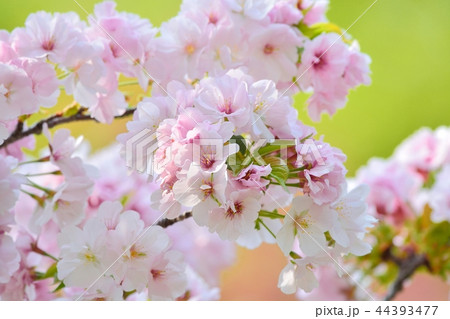 満開の手弱女（タオヤメ桜） 44393477