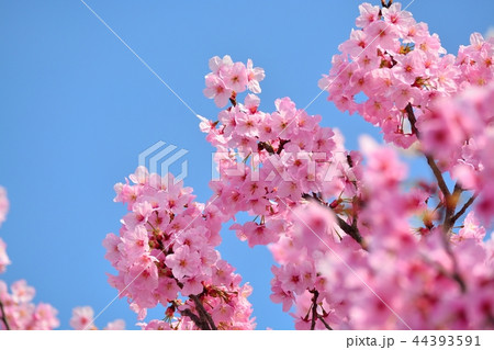 満開の陽光桜 44393591