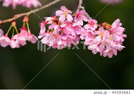 満開の雅桜 満開の雅桜 44393681
