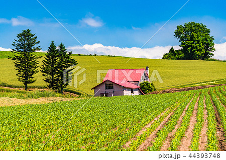 《北海道》夏の美瑛・赤い屋根の家と田園風景 《北海道》夏の美瑛・赤い屋根の家と田園風景 44393748