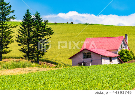 《北海道》夏の美瑛・赤い屋根の家と田園風景 《北海道》夏の美瑛・赤い屋根の家と田園風景 44393749