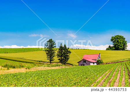 《北海道》夏の美瑛・赤い屋根の家と田園風景 《北海道》夏の美瑛・赤い屋根の家と田園風景 44393753