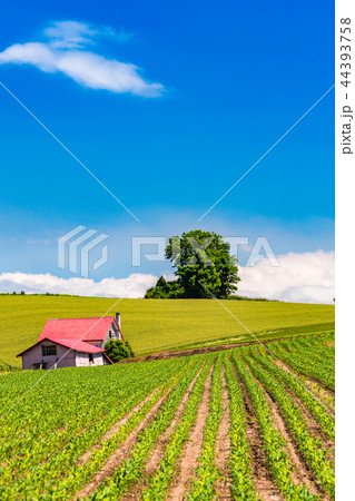 《北海道》夏の美瑛・赤い屋根の家と田園風景 44393758