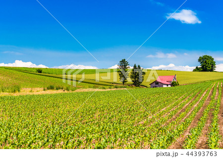《北海道》夏の美瑛・赤い屋根の家と田園風景 44393763