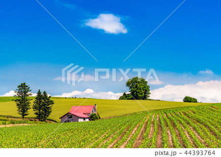 《北海道》夏の美瑛・赤い屋根の家と田園風景 44393764