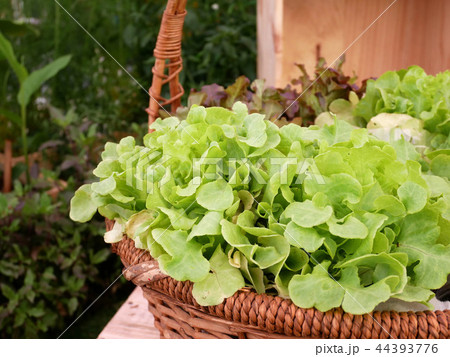 Basket with fresh vegetable in garden. Basket with fresh vegetable in garden. 44393776