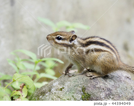 石の上で左の方を見つめているエゾシマリス（全身） 44394049