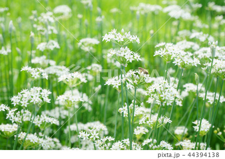 群生雑草化したニラの花にセイヨウミツバチかな？・・1 44394138