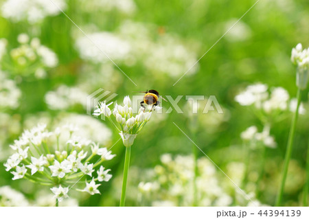 群生雑草化したニラの花にオオハナアブのお尻が可愛い 44394139