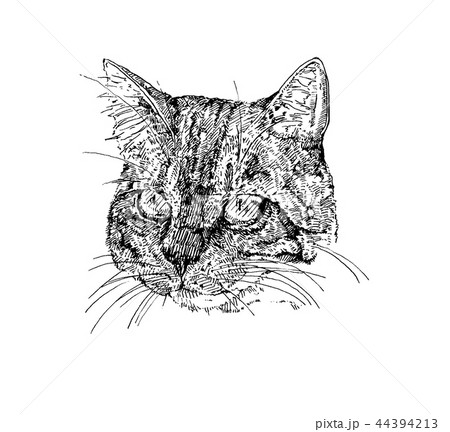 猫の顔のペン画のイラスト素材