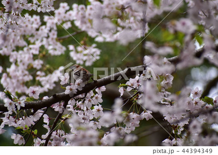 桜の木で鳴くニュウナイスズメのオス 桜の木で鳴くニュウナイスズメのオス 44394349