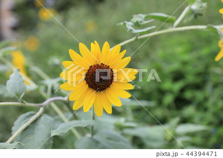 ヒマワリ 44394471