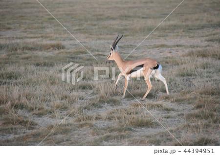 アンボセリ国立公園　トムソンガゼル 44394951