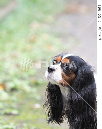 キャバリアの横顔 キャバリアの横顔 44394961