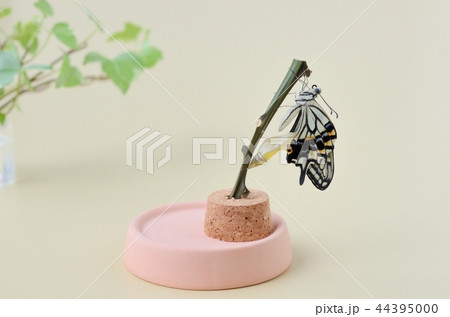 ナミアゲハの羽化(羽を乾かしているところ) ナミアゲハの羽化(羽を乾かしているところ) 44395000