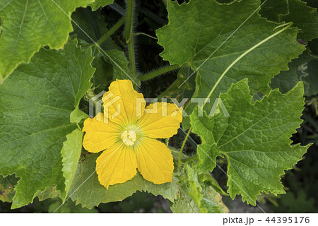 トウガンの花 44395176