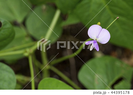 黒アズキの花 44395178